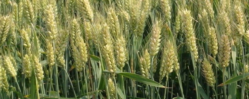 小麦扬花期和灌浆期，扬花几天灌浆 小麦扬花期和灌浆期,扬花几天灌浆好