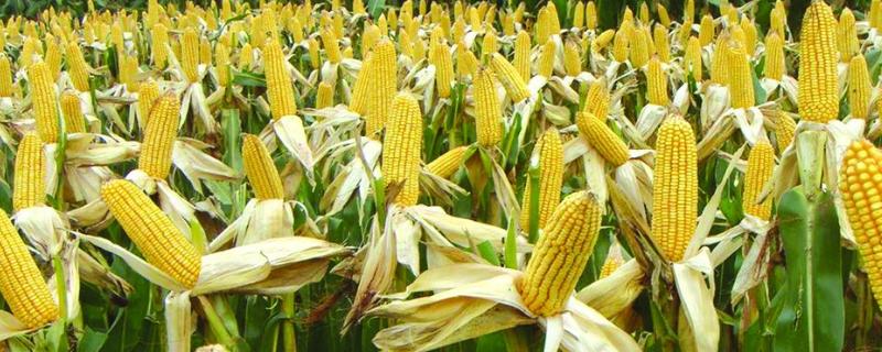 玉米用什么肥料最好长得快 玉米用什么肥料能高产，附施肥方式