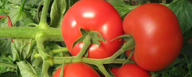 西红柿虫害图谱及防治 西红柿常见虫害图片及用药