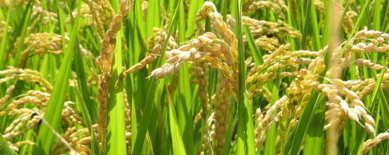 水稻绵腐病用什么药治疗，附症状 水稻绵腐病怎么治