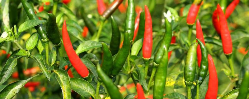 辣椒的种植方法和管理技术