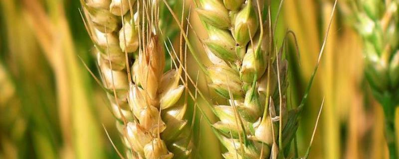 菏麦21小麦品种介绍 荷麦21小麦种的特点，附简介