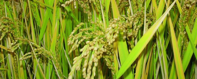 水稻各个时期的施肥量，附施肥方法 水稻各个时期的施肥量,附施肥方法是什么