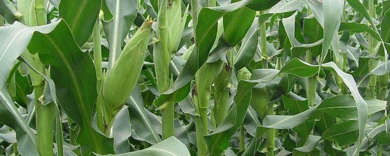 玉米叶面肥配方，什么时候打合适 玉米打叶面肥最佳时机
