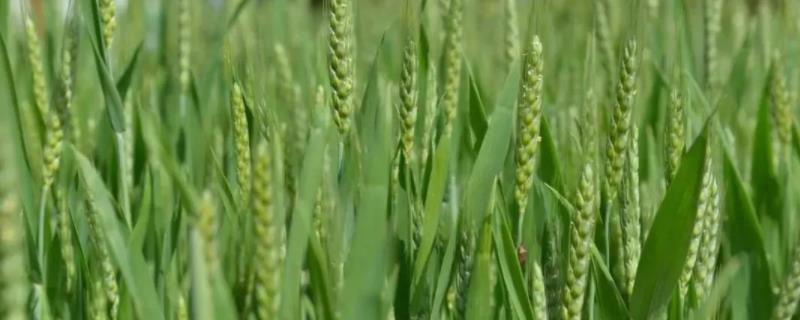 青麦7号小麦品种简介 青农7号小麦品种介绍