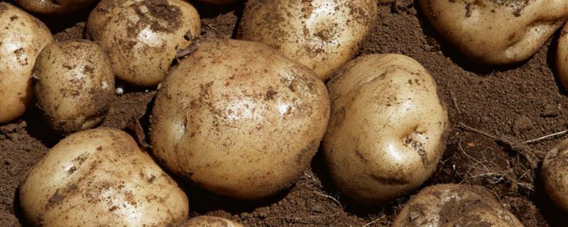 土豆啥时候种啥时候收 土豆啥时候收获?什么时候种合适