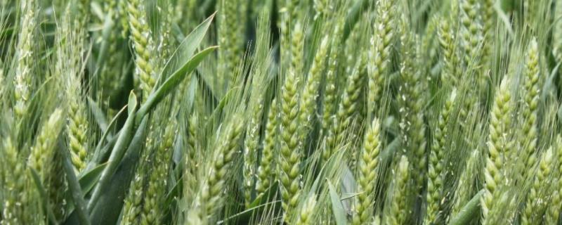 小麦扬花期过后多久是灌浆期，小麦扬花期下雨影响产量吗