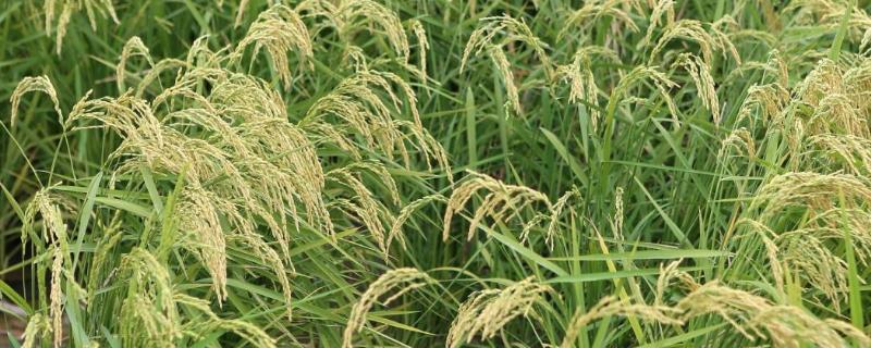 海水稻是用海水种的吗，是又什么发育而来的