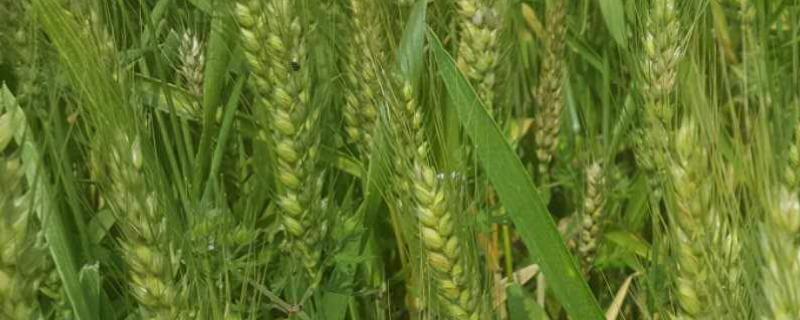 囤麦127小麦品种介绍（囤麦128小麦品种特性）