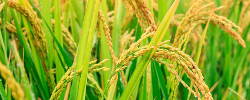 中国水稻的发展史作文 中国水稻的发展史