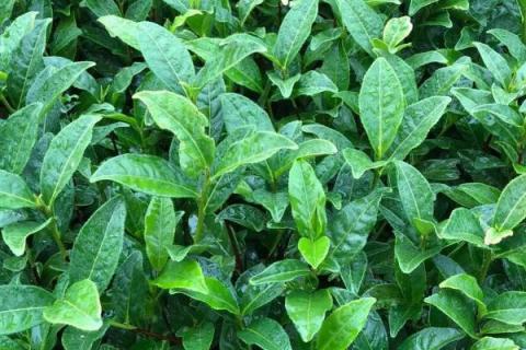 茶叶病虫害种类及防治
