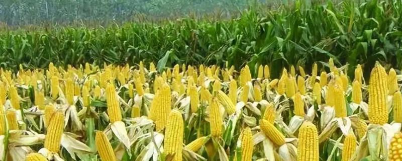 郑单958玉米种生长期多少天，附简介 郑单958玉米品种的推广面积