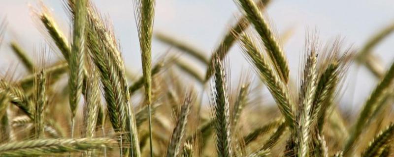 豫农908小麦种特性，附简介 豫农908小麦品种特性