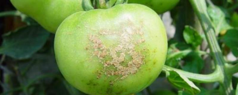 西红柿常见病害图片及用药 西红柿的各种病害图片及防治