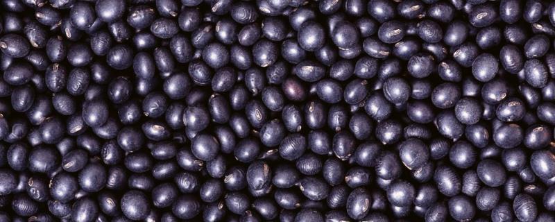 黑豆如何做肥料 黑豆做肥料的方法，附注意事项