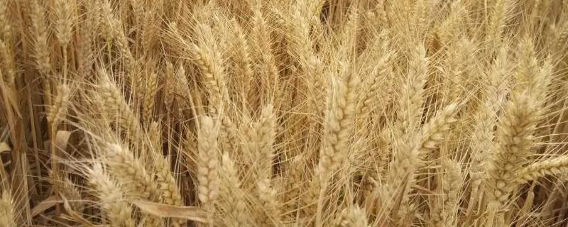 最高产的小麦品种 中国最高产的小麦品种