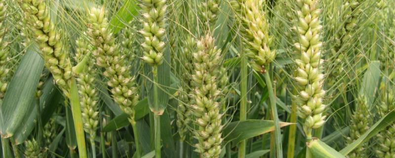 陕西小麦新品种有哪些 陕西高产小麦品种有哪些
