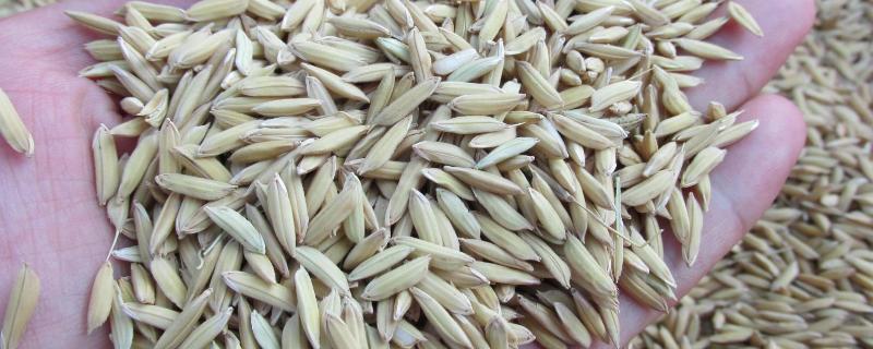 稻谷种子发芽要泡多久,谷种的品种是什么? 稻谷种子发芽要泡多久，谷种的品种