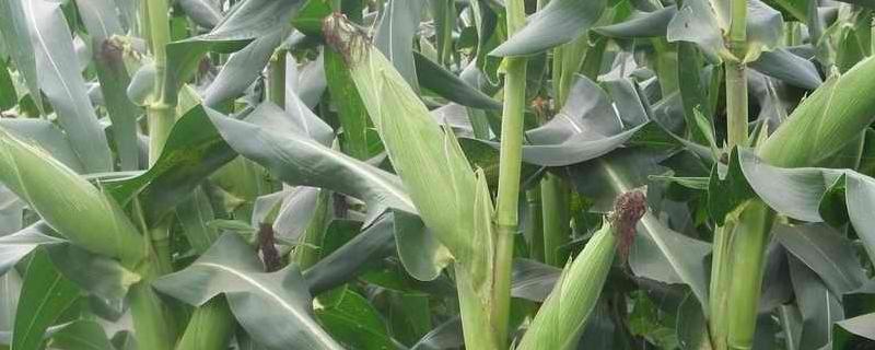玉米幼苗喷芸苔素后果会怎样，芸苔素有什么作用