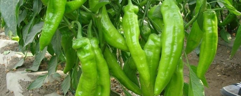 种植青椒的技术和田间管理 青椒的种植方法和管理技术