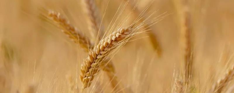 谷神28麦种的特性，附简介 谷神28小麦种的特点