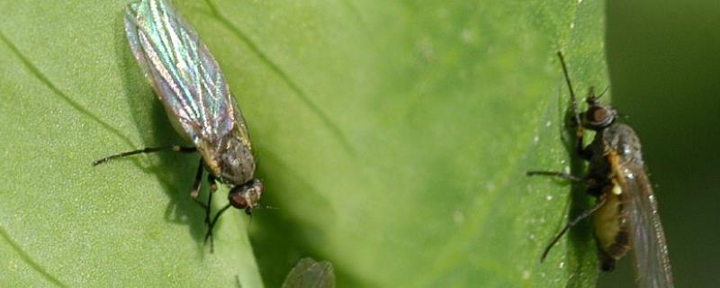 豌豆叶子潜叶虫怎么治，附症状 豌豆 叶潜蝇