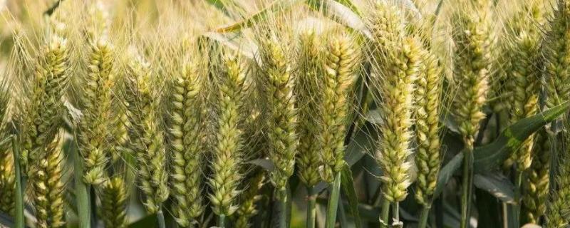 济麦55小麦品种介绍 济麦26小麦品种