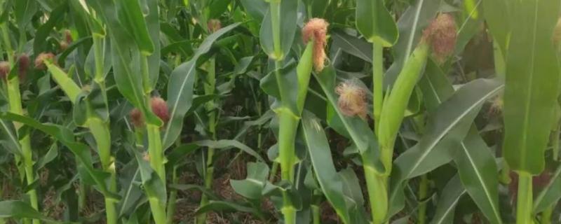 高产玉米化肥配方,怎样施肥效果好些 高产玉米化肥配方，怎样施肥效果好