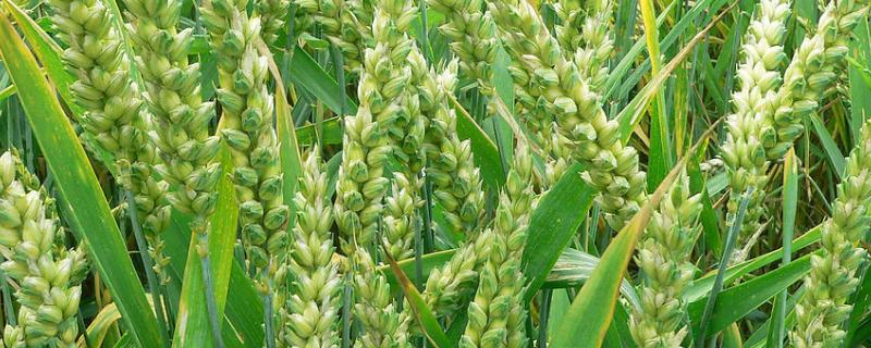 中麦875小麦品种 中麦886小麦品种