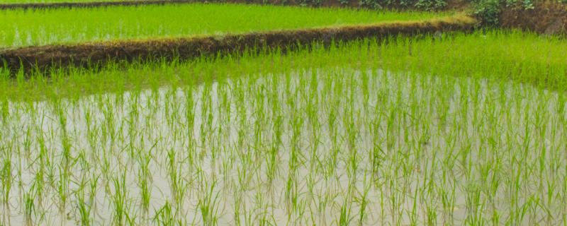 水稻直播后两天下雨有影响吗，水稻直播后多少天打封闭药