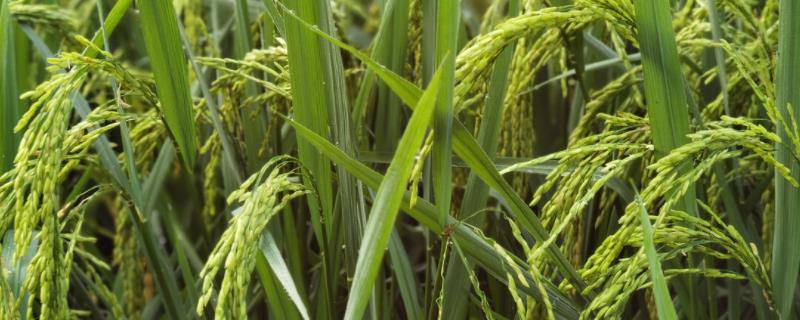 水稻抽穗期是什么意思 水稻抽穗期，抽穗期田间怎么管理