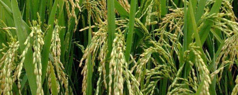 水稻肥害的典型症状，需要多少天可以恢复