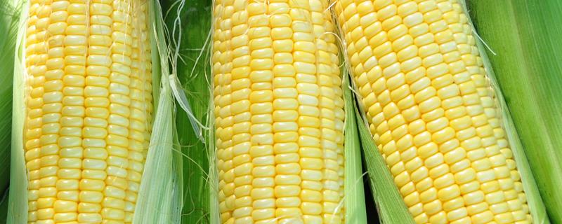 玉米有空杆不结棒是什么原因，空杆率是什么