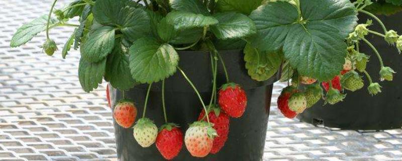 自己家种的草莓怎样才能结果 自家种的草莓怎么管理，如何施肥