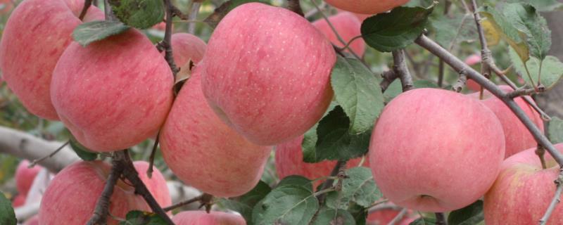 极早熟苹果的品种 北方最早熟的苹果品种有哪些