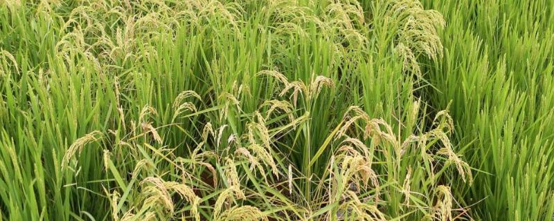 三系法杂交水稻育种原理 杂交水稻三系法，附培育原理