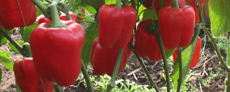 露天甜椒的种植和管理技术 种植甜椒的田间管理