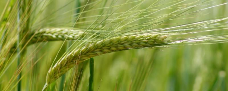众信麦998小麦品种简介 众信麦998小麦种品种介绍
