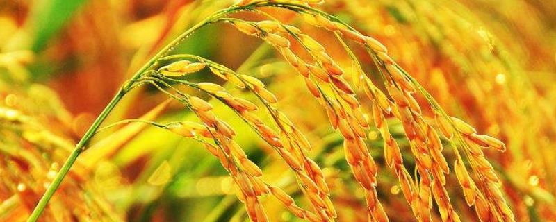 水稻一生需要多少个氮，水稻氮肥过多如何补救
