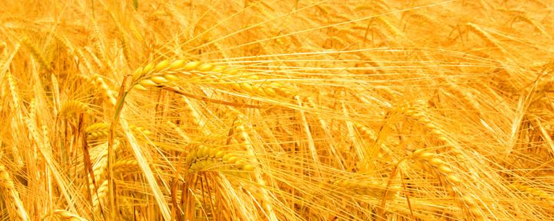 小麦高产品种介绍 小麦高产品种