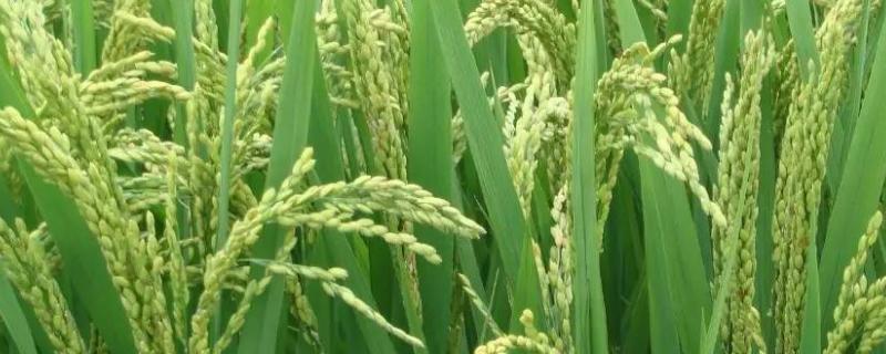 水稻抽穗发白 水稻抽穗出现白壳，附防治方法