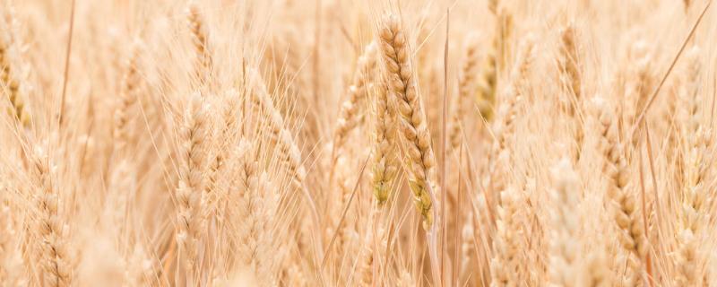 菏麦29小麦品种介绍 菏麦29小麦品种怎么样
