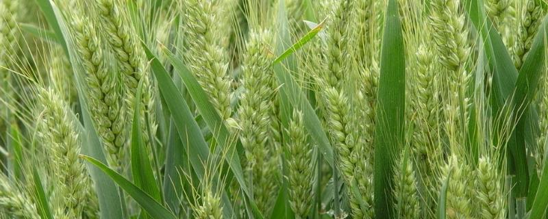安麦1132品种介绍 安农1124小麦品种