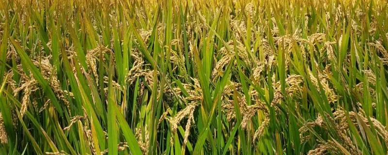 水稻害虫的综合防治措施 水稻害虫综合防治技术