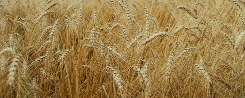 矮杆高产大穗小麦品种存麦11 矮杆高产大穗小麦品种