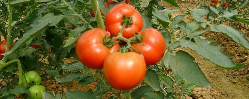 番茄病番茄病害图片及防治 番茄病害图解