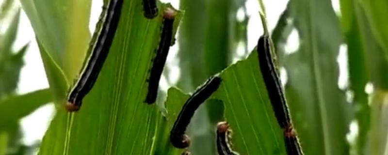 玉米黏虫防治方法 玉米粘虫的危害及防治方法
