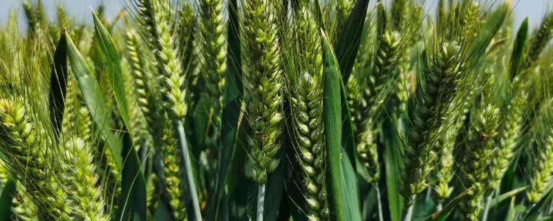 小麦后期倒伏减产多少，如何补救 小麦倒伏会减产多少
