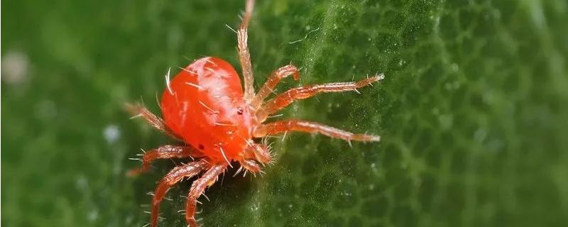 茄子红蜘蛛的防治 茄子红蜘蛛病害图片及防治