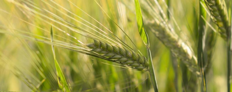 华麦158小麦特征特性介绍，附简介 华麦158产量表现